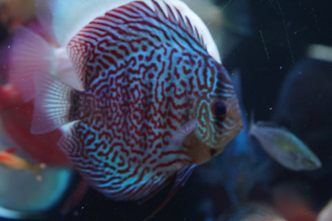 Leopard Snakeskin High Body Discus size 4.5” Premium Grade Discus