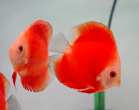 Red Melon Discus Fish 3.5"