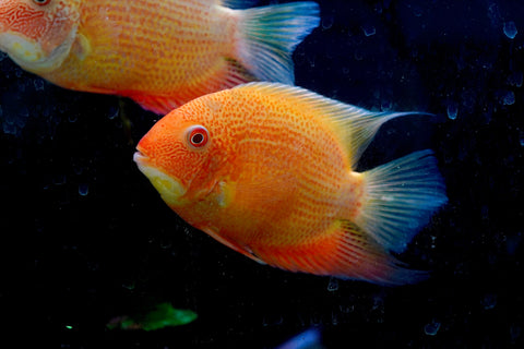 (Limited Stock) Gold Red Spot Severum Cichlid (size 5-5.5”) Large