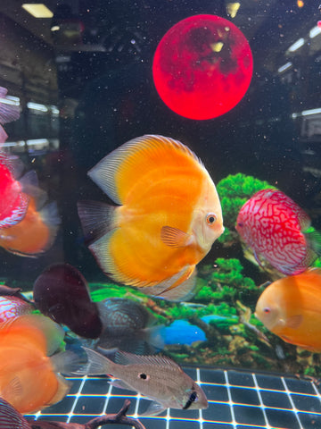 High Body “Heart Shape” Yellow Melon Discus size 5-6” Premium Grade Discus