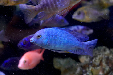 Blue Moorii Dolphin African Cichlid from Lake Malawi Size 4.5”