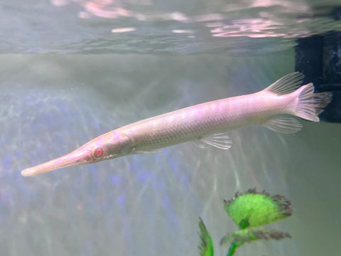 Albino Florida Gar Fish size 8-10”