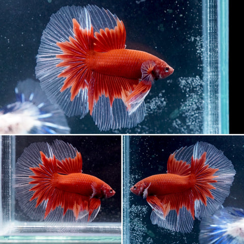 #12 (New Arrival) Deep Red Butterfly Over Halfmoon Tail - High Quality Live Aquarium Male Betta Fish