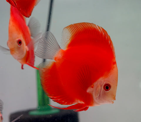 Red Melon Discus Fish 3.5"