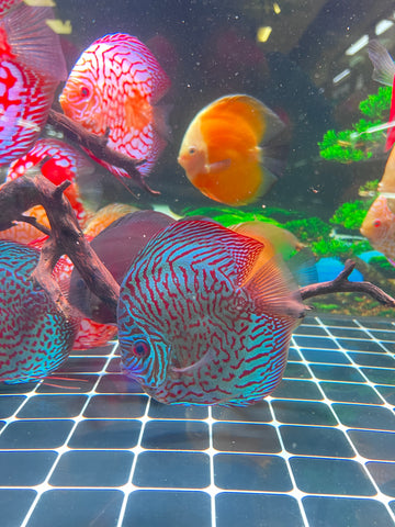 High Body “Heart Shape” Red Tiger Discus size 5-6” Premium Grade Discus