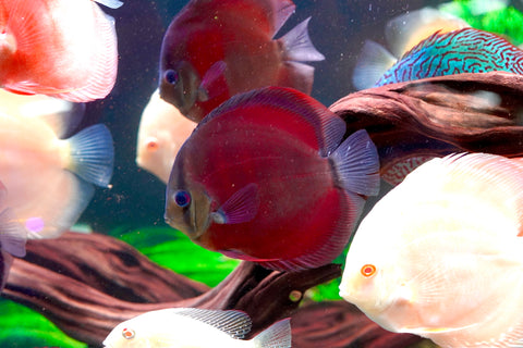 Red Cover (Red Rose Cover) Ground Body Discus size 4.5” Premium Grade Discus (Copy)
