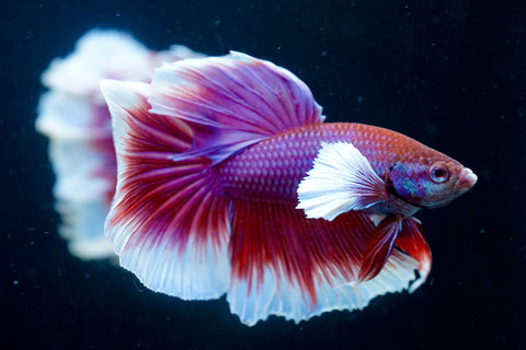 Dumbo Lavender Butterfly Over Halfmoon - Live Aquarium Male Betta Fish