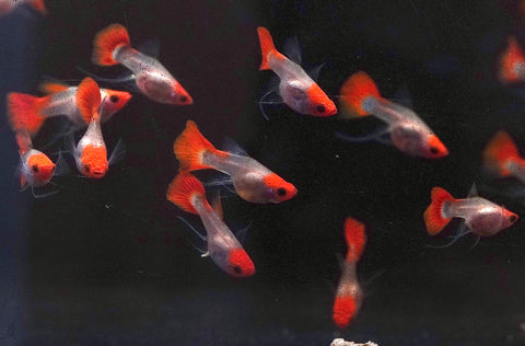 LIMITED STOCK “Glass Belly” See Through Koi Ribbon Guppy