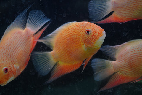 (Limited Stock) Gold Red Spot Severum Cichlid (size 5-5.5”) Large