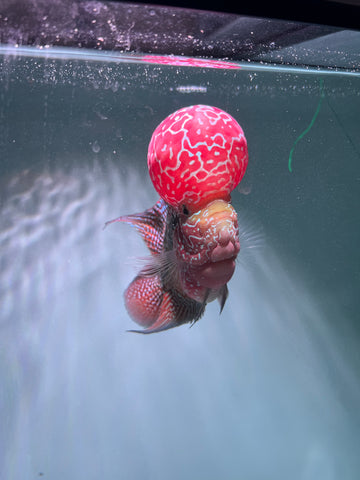 VIP Flowerhorn Red Base Kamfa F3 Hybrid size 6” Premium Collection Grade (High-End Flowerhorn)