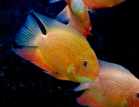 (Limited Stock) Gold Red Spot Severum Cichlid (size 5-5.5”) Large