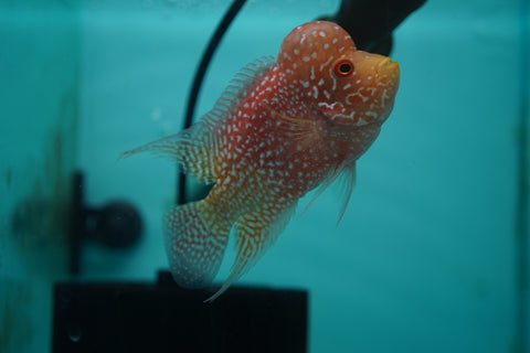 *NEW #8 Golden Base Kamfa Male Flowerhorn (Mini Size 2.5”) Potential Small Kamfa