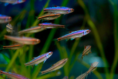 Rainbow Shiner (North American)