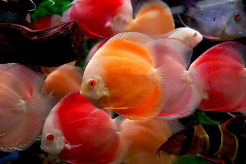 Albino Yellow High Body Discus size 4.5” Premium Grade Discus