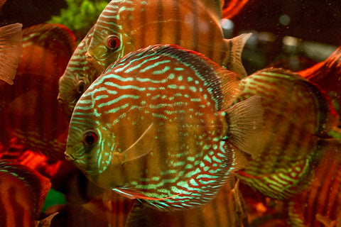(Brazil Imported)Nhamunda River Red Wild Discus Size Large 6.5”-7” Special Order Wild Discus Fish