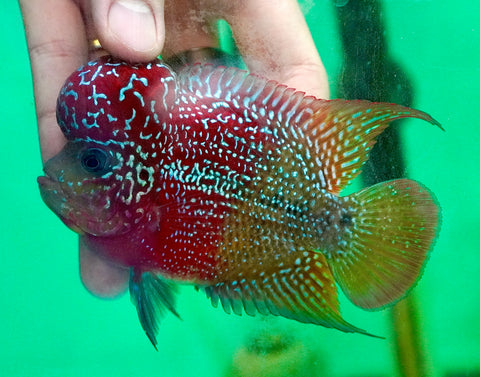 #3 Two Tones Dragon Flowerhorn