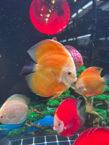 High Body “Heart Shape” Yellow Melon Discus size 5-6” Premium Grade Discus
