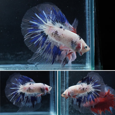 #15 (New Arrival) Blue Grizzle Marble Butterfly Over Halfmoon Tail - High Quality Live Aquarium Male Betta Fish