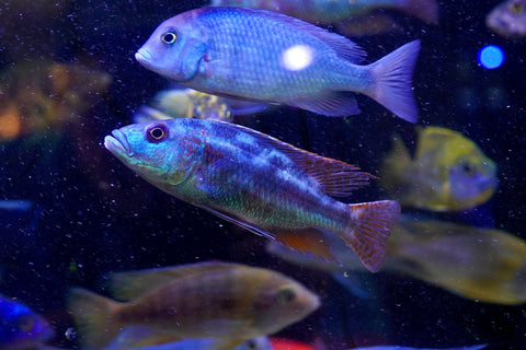 Fusco Haps Cichlids Malawi - African Cichlids Size 4.5”