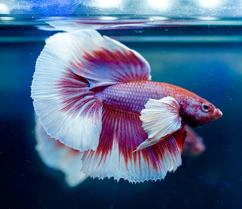 Dumbo Lavender Butterfly Over Halfmoon - Live Aquarium Male Betta Fish