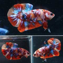 #10 Rainbow Candy Marble Nemo Koi Galaxy Halfmoon Plakat Tail - Live Aquarium Male Betta Fish