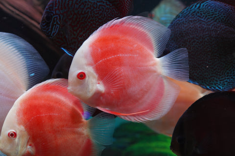 Albino Red High Body Discus size 4.5” Premium Grade Discus