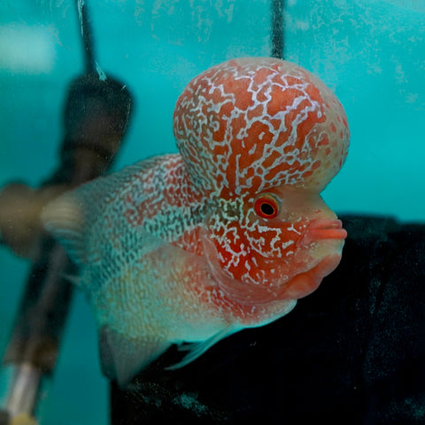 #6 Super Red Dragon Flowerhorn (Super Big Hump Head)