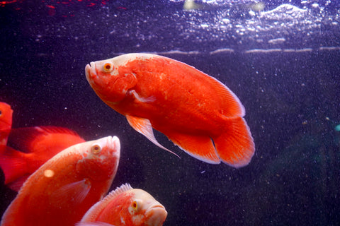 Super Red Chili Oscar Size Large 9”-10”