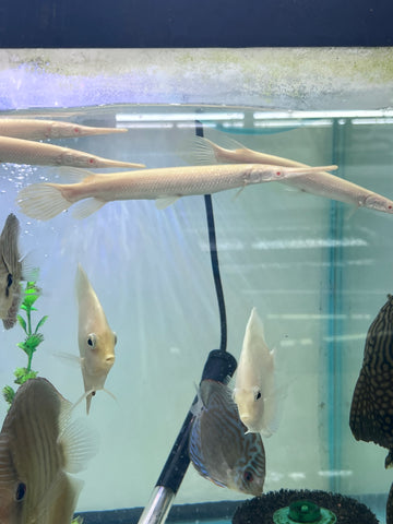 Albino Florida Gar Fish size 8-10”