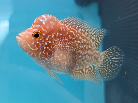 New Arrival #1 Golden Base Kamfa Male Flowerhorn (Mini Size 2”) Potential Small Kamfa