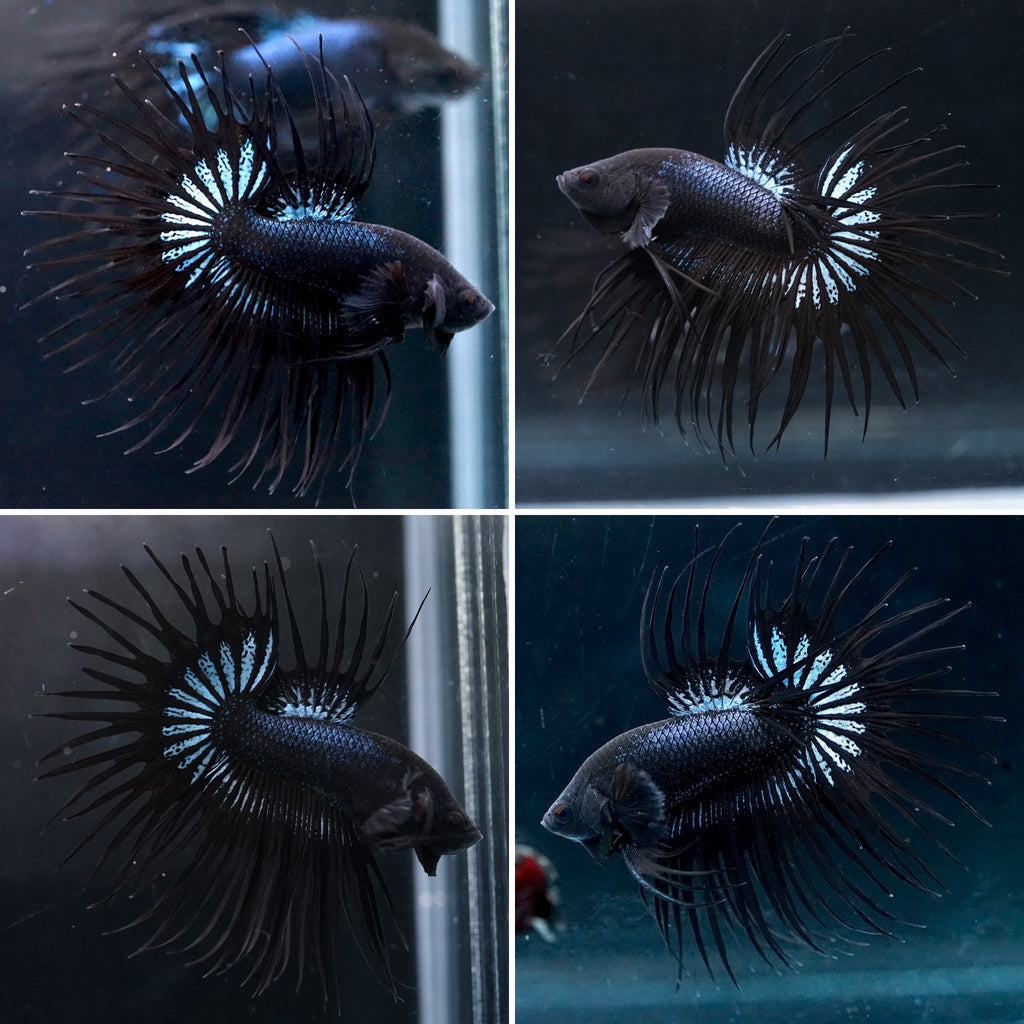 King Crown Black Orchid Halfmoon Live Aquarium Male Betta Fish
