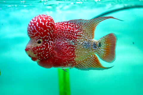 #1 Two Tones Super Red Dragon Big Head Male Flowerhorn - Deep Red/Orange and Thick Pearl Size 3.5"