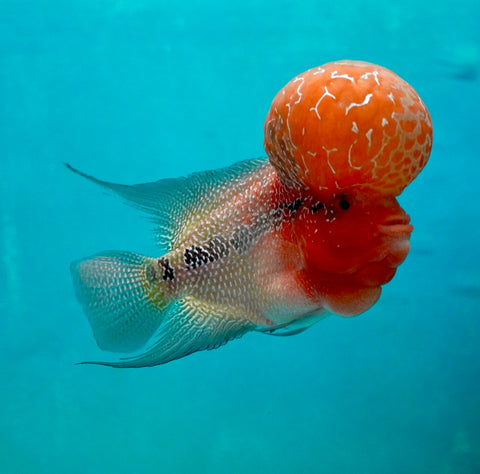 #1 Super Red Dragon Flowerhorn (Super Big Hump Head)