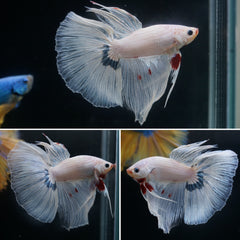 Special White Scale Over Halfmoon Big Fan Tail - High Quality Live Aquarium Male Betta Fish