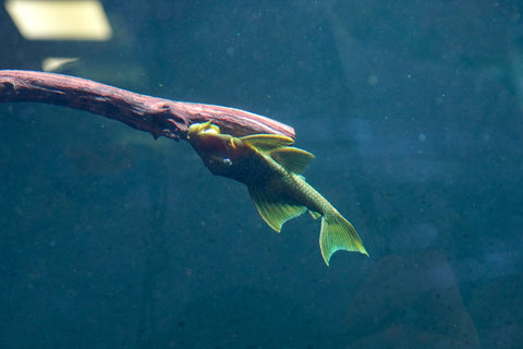 L200 Green Phantom High Fin Pleco (Hemiancistrus Subviridis) size 4.5”