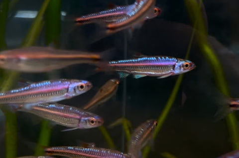 Rainbow Shiner (North American)