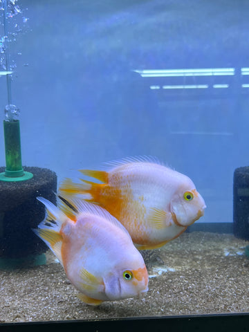 Rare Golden Koi Parrot Fish(Panda) Ground Body Parrot Cichlid (White and Yellow) - Size 5-6” Premium Grade A+