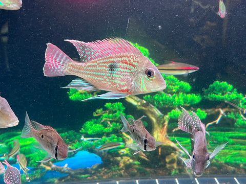 Geophagus Sveni Size 5”