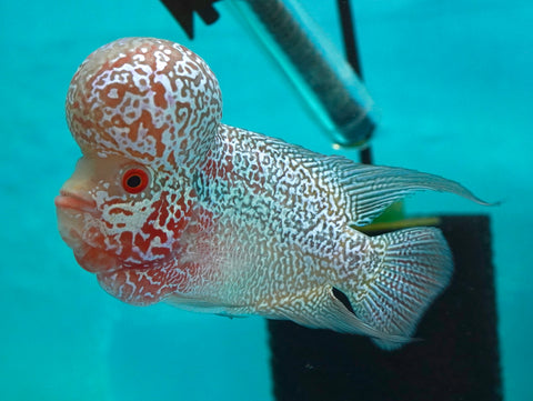 #7 Super Red Dragon Flowerhorn (Super Big Hump Head)
