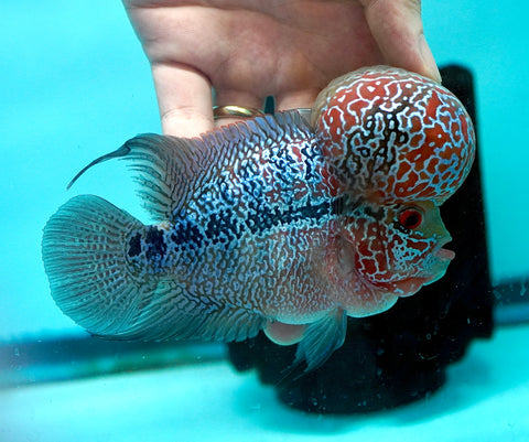 #2 Super Red Dragon Flowerhorn (Super Big Hump Head)