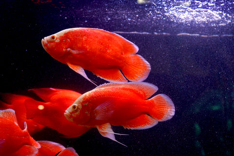 Super Red Chili Oscar Size Large 9”-10”