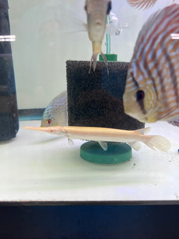 Albino Florida Gar Fish size 8-10”