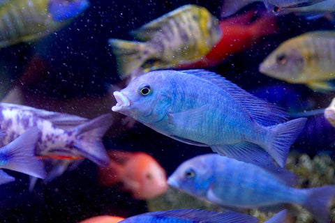 Blue Moorii Dolphin African Cichlid from Lake Malawi Size 4.5”