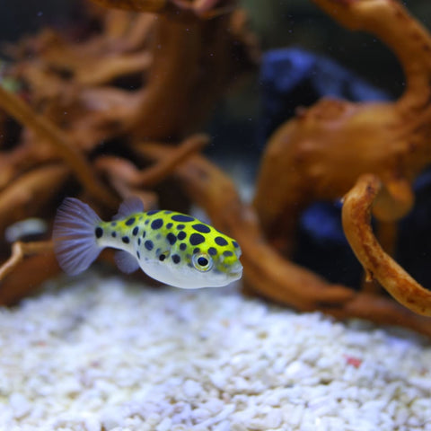 Green Spotted Puffer (Braskish Water)