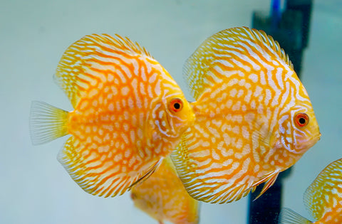 Yellow Pigeon Discus Size 3.5"-4"