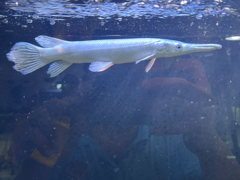 Platinum Alligator Gar (Limited) size 12”