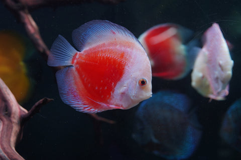 Red Snow Leopard High Body Discus size 4.5” Premium Grade Discus