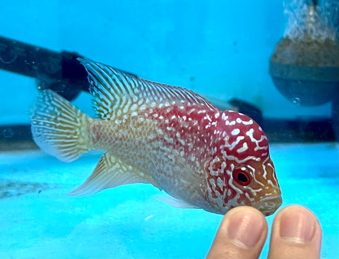 New Arrival #3 Golden Base Kamfa Male Flowerhorn (Mini Size 2.5”) Potential Small Kamfa