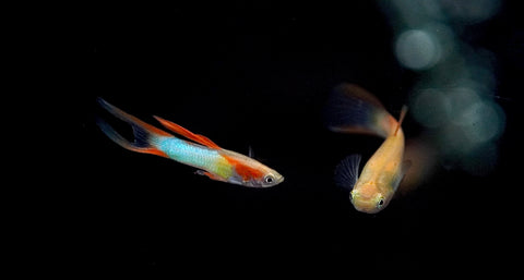 *RARE* Double Swords Red Wild Endler Guppy