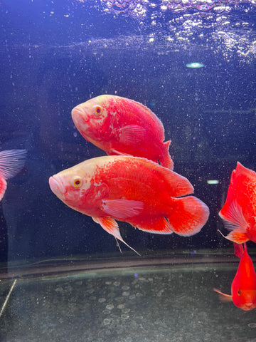 Super Red Chili Oscar Size Large 9”-10”
